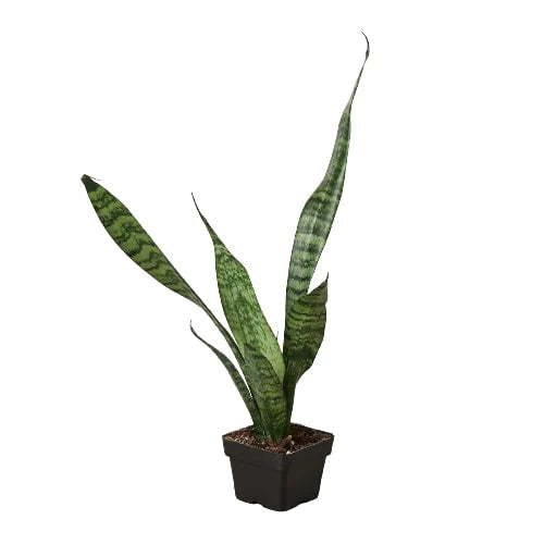 Zeylanica live plant