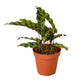 Rattlesnake plant