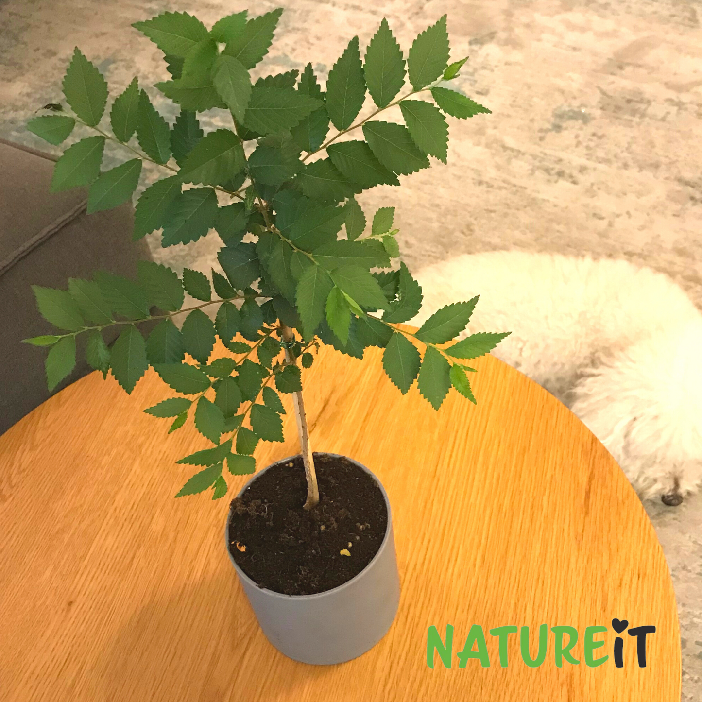 Premium bonsai with dog