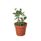Buy Peperomia plant