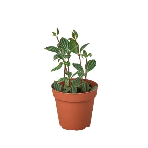 Buy Peperomia plant