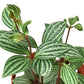 Peperomia plant zoomed