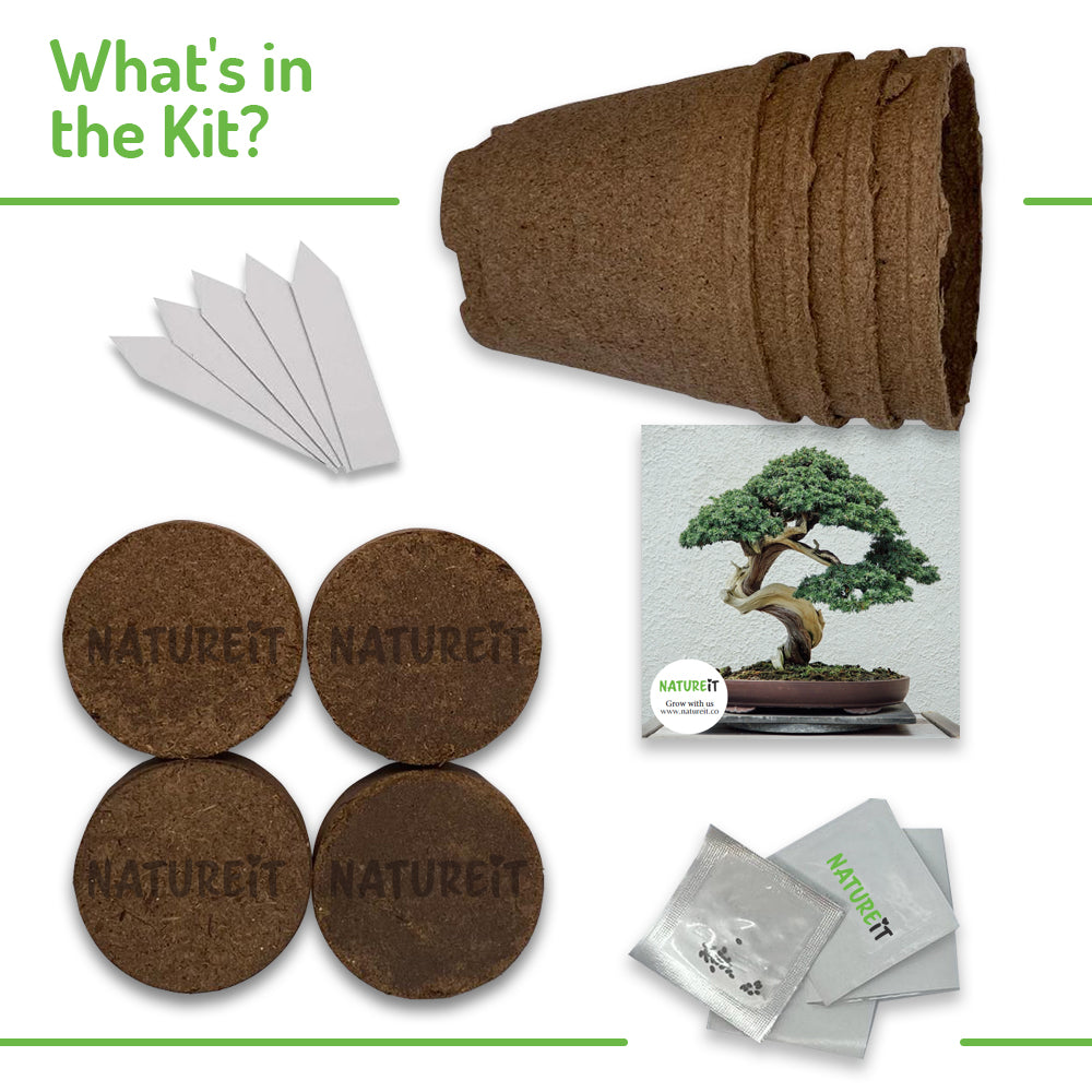 Everything you need to grow 4 Bonsai trees from seed Natureit bonsai tree seed starter kit