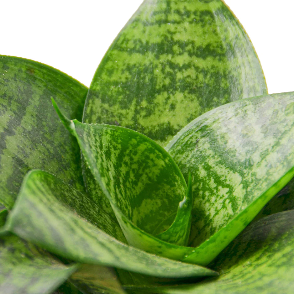 Sansevieria plant zoomed in