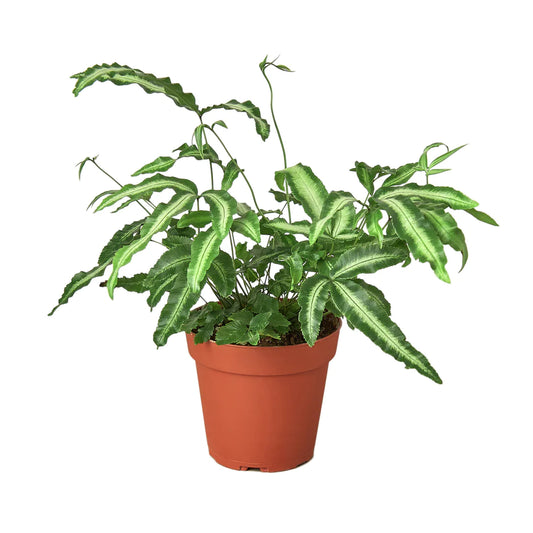 Albo-lineata plant