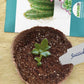 Bonsai Starter Kit + Cactus & Succulent Starter Kit Bundle