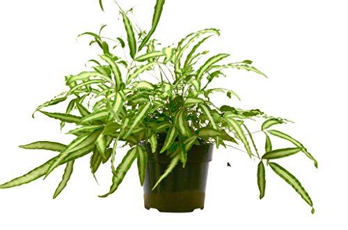 Indoor Albo-lineata plant