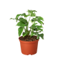 Rhaphidophora Tetrasperma live plant