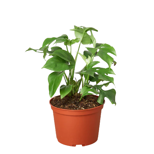 Rhaphidophora Tetrasperma live plant