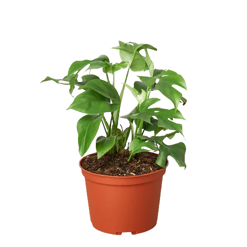 mini monstera philodendron Buy Philodendron Mini Monstera Minima House Live Plant – Natureit