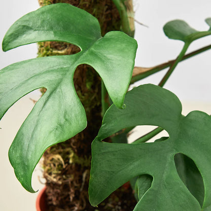 Monstera live plant