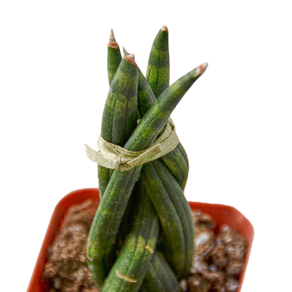 Sansevieria Trifasciata plant