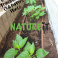 6 weeks old Chili pepper plants seedlings grown from seed using Natureit hot chili peppers seed starter kit