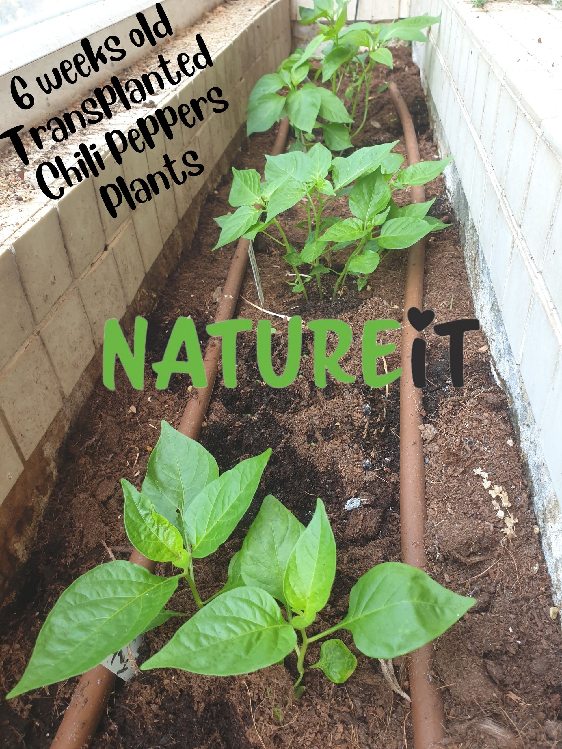 6 weeks old Chili pepper plants seedlings grown from seed using Natureit hot chili peppers seed starter kit
