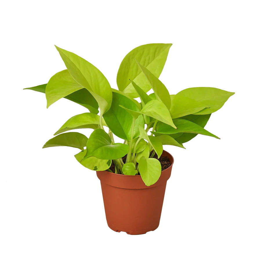 Pothos 'Neon' House Live Plant