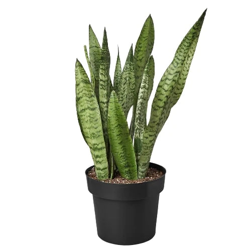 ansevieria Trifasciata plant
