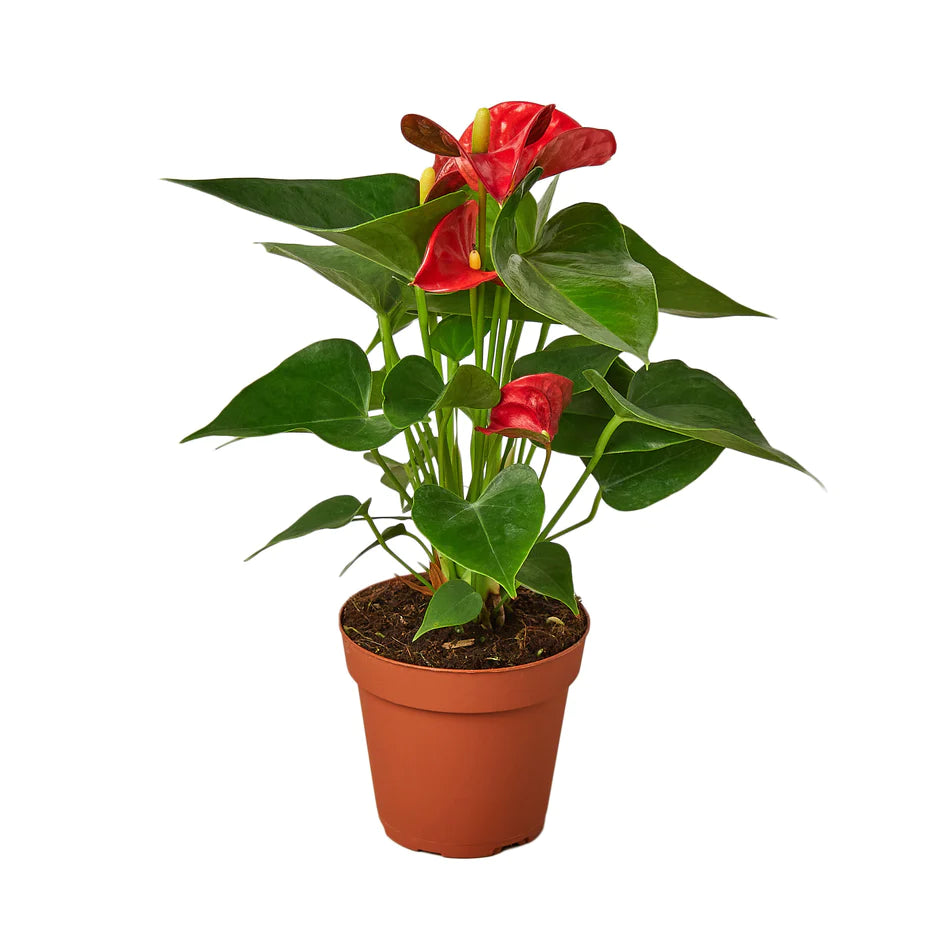 laceleaf indoor plant