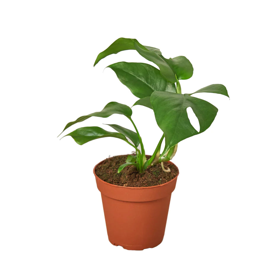 Monstera plant
