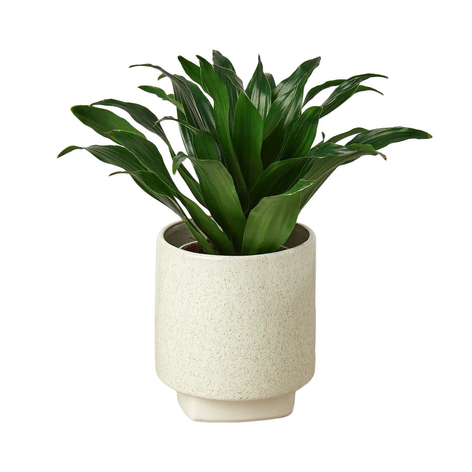 White Ceramic Pot Planter