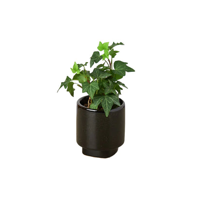 Shop Black Ceramic Pot Planter