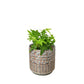 Shop Common Ivy