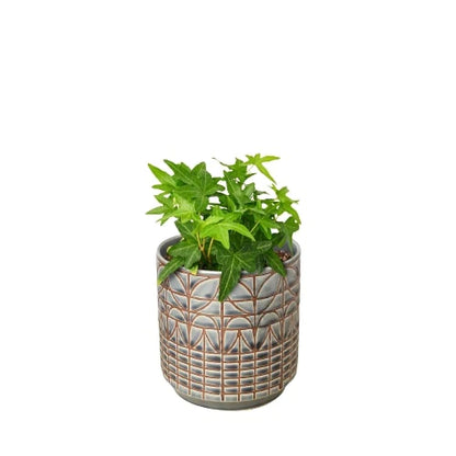 Shop Common Ivy