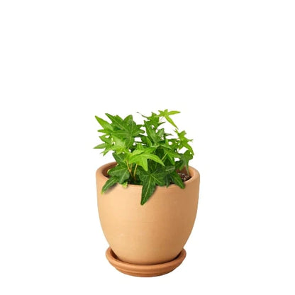 Common Ivy plant