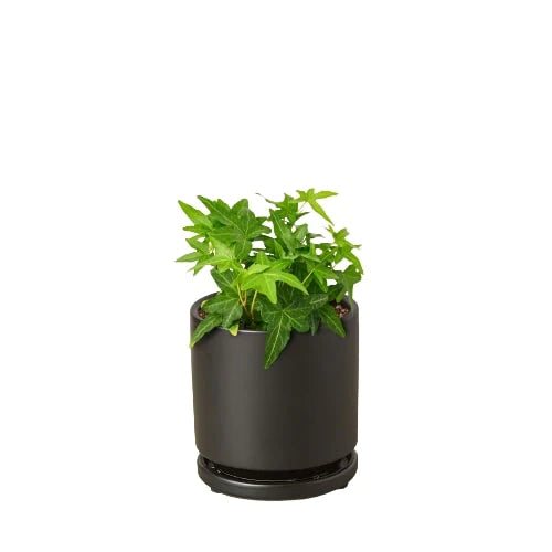 Buy Common Ivy Plant
