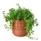shop Pepe Planter 