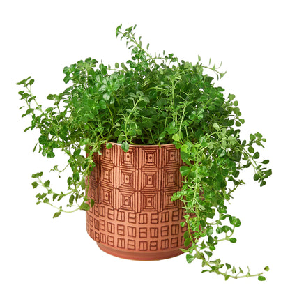shop Pepe Planter 