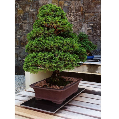 Blue Spruce Bonsai tree