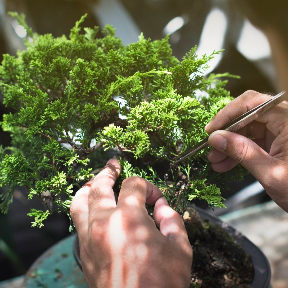 Pruning bonsai tree