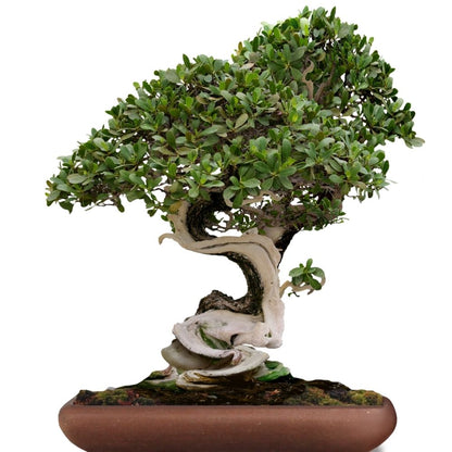Siberian Elm Bonsai tree 