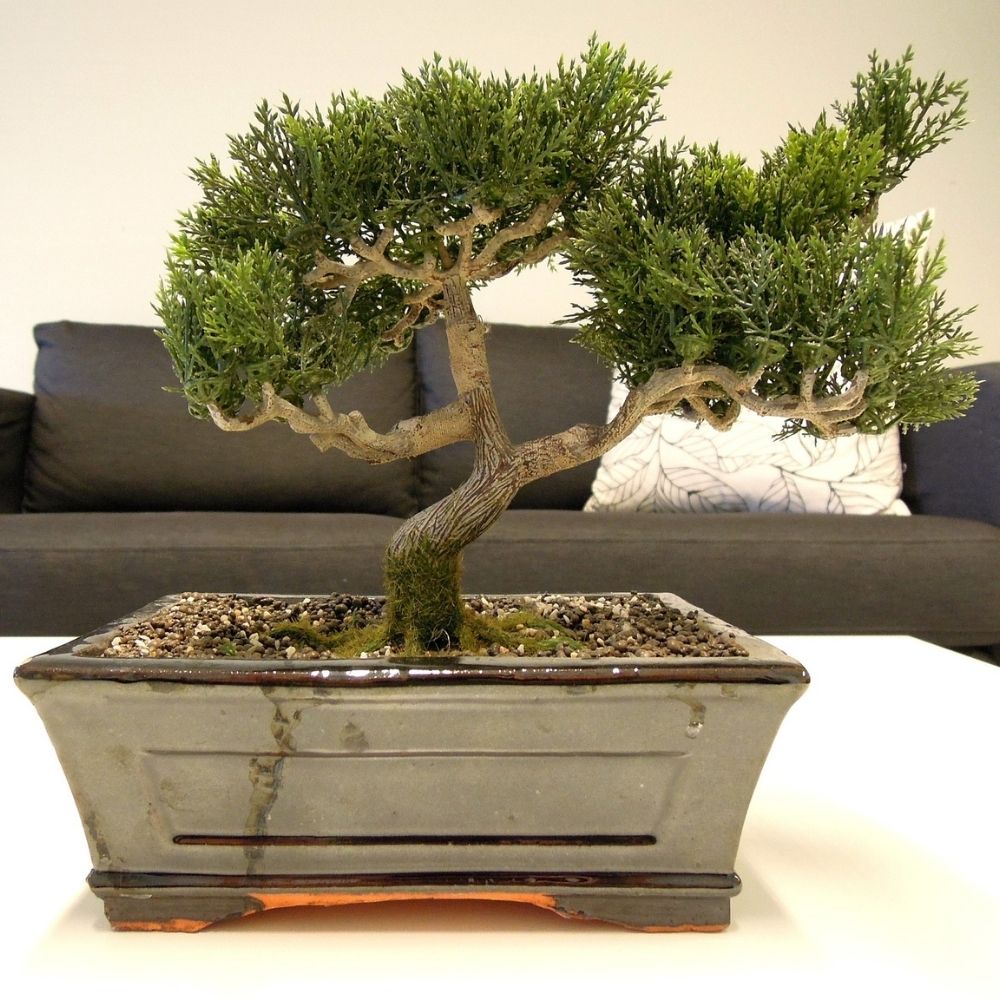 Loblolly Pine Bonsai tree