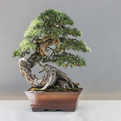 Black spruce bonsai tree - natureit bonsai tree seed starter kit