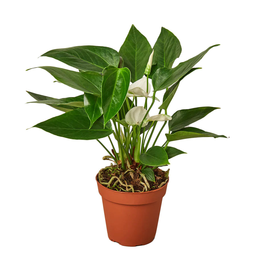 tailflower plant
