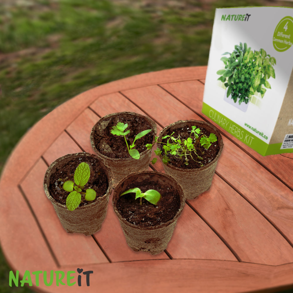 Grow Your Own Herbs Starter Kit For Garden & Indoors