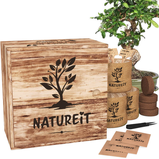 Premium Wooden Bonsai Seed Kit - Grow Your Own Bonsai - Everything You Need In One Easy Kit