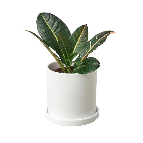 White pot for plants