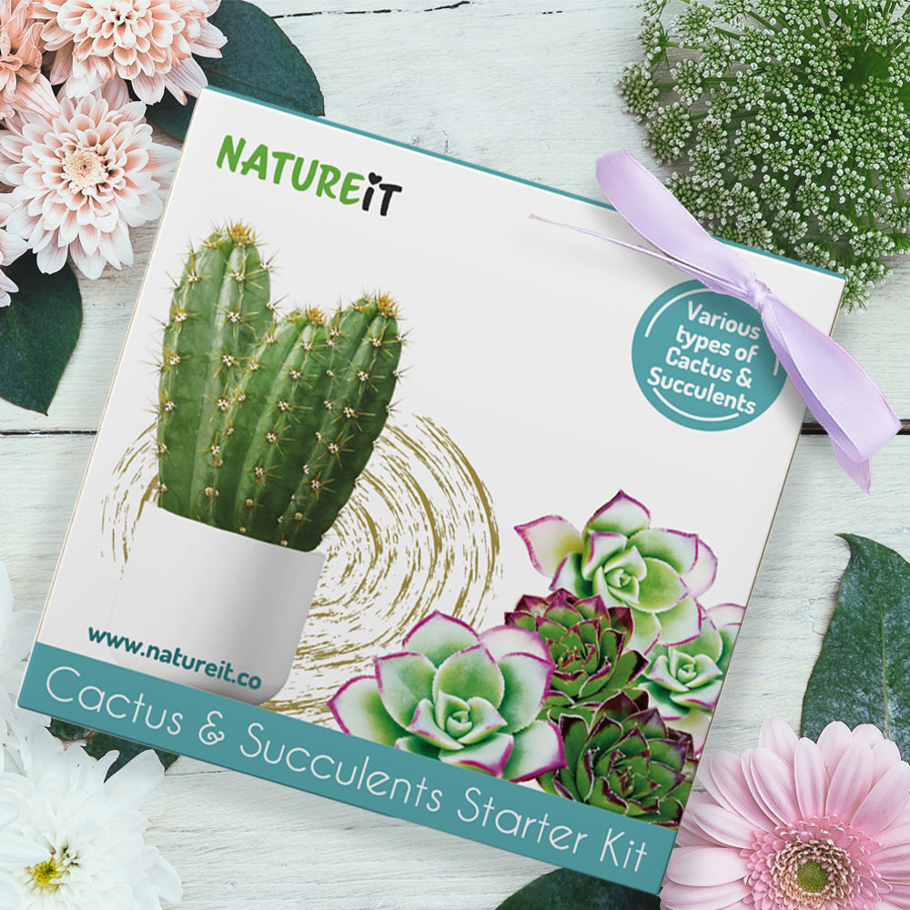 Cactus & Succulent Starter Kit - Grow Succulents from Seed