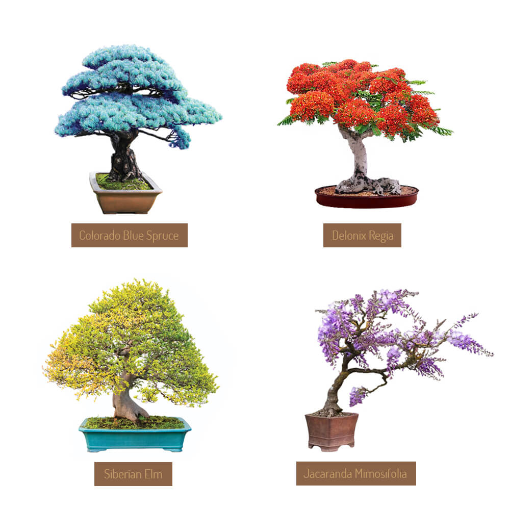 Seeds kit for BONSAI with growing accessories, €27.00