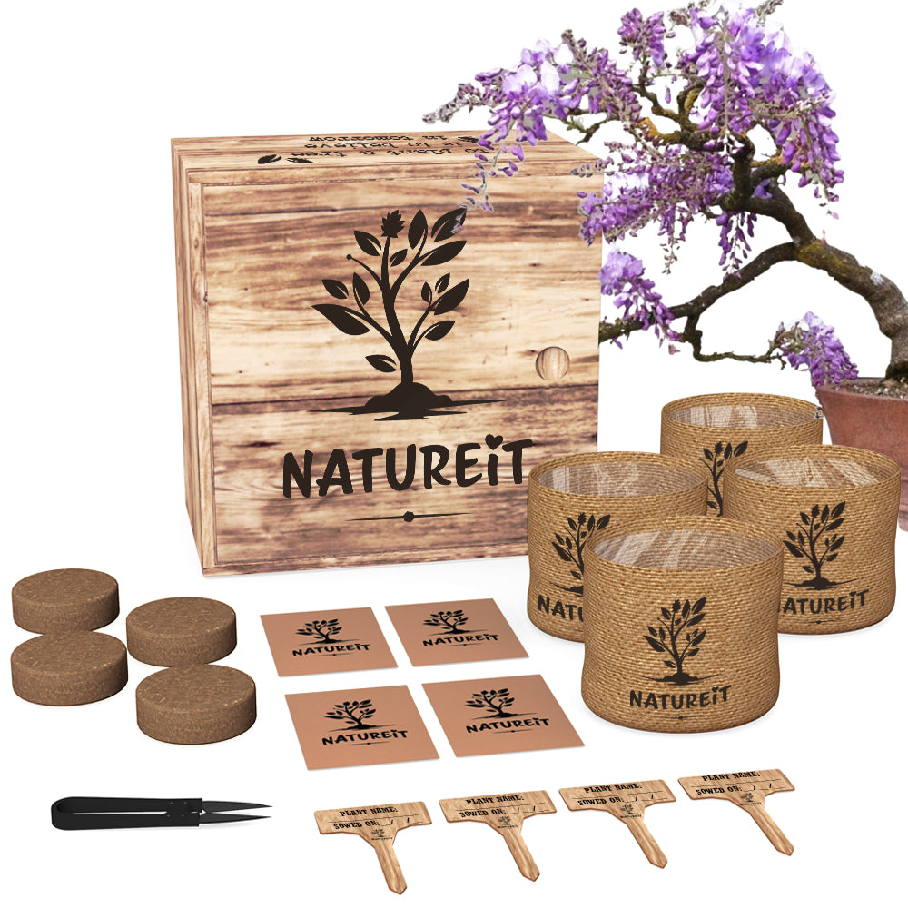 Seeds kit for BONSAI with growing accessories, €27.00